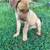 Cute Pupp 1 thumbnail