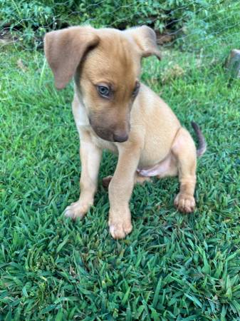Cute Pupp 1
