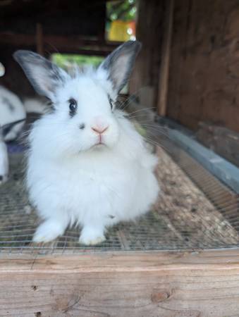 Angora Rabbits - spinner's dream!! 1