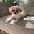 Female toy cavapoo 1 thumbnail