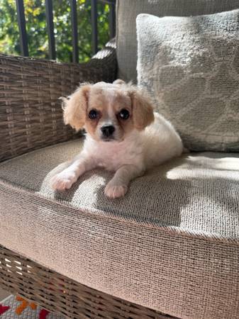 Female toy cavapoo 1