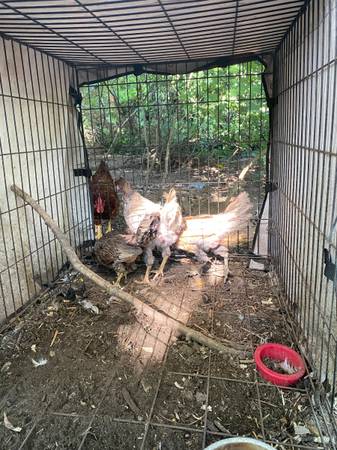 Hens 1