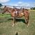 Tennessee Walker Gelding 2 thumbnail