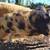 KuneKune pigs 2 thumbnail