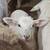Katahdin Ewe and Ram Lambs 4 thumbnail