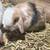 Holland Lop Bunny 2 thumbnail