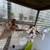 Serama chicks 5 thumbnail