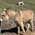 Weened baby Jack donkey 6 thumbnail