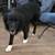 Working dog 2 thumbnail