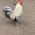 Rooster 1 thumbnail
