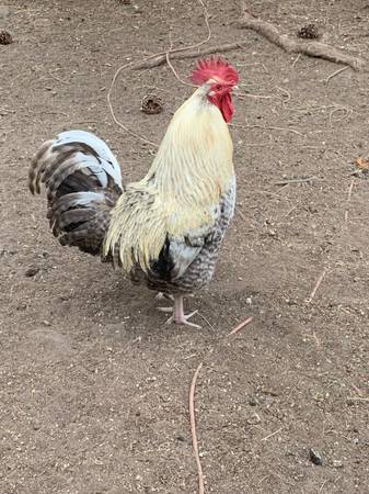 Rooster 1