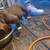 Micro bully pups 10 thumbnail