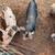 Feeder pigs 2 thumbnail