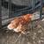 Bovan Brown pullets 4 thumbnail