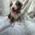 Mini aussie pups 6 thumbnail