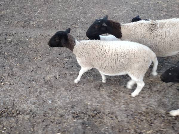 Dorper sheep lamb ewe big 2025 or trade 1