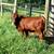 Cattle cows Beefmaster Gelbvieh 9 thumbnail