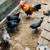 Chickens For Sale 5 thumbnail