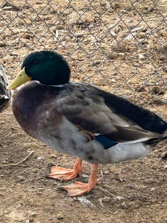 Ducks 1