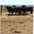 bred cows 1 thumbnail
