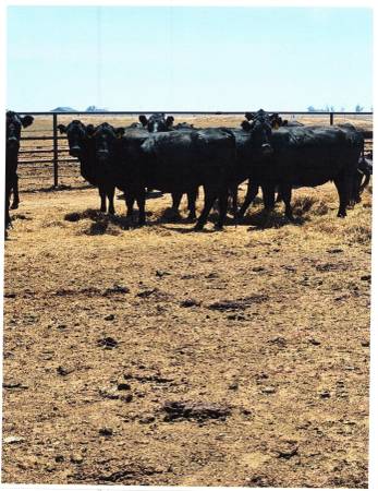bred cows 1