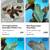 Four tree frogs rehome 12 thumbnail