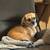 Dog adoption 9 thumbnail