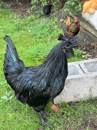 Ayam Cemani Roo 1