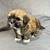 Malshi pups 1 thumbnail