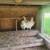 Young Mixed Roosters 2 thumbnail