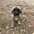 Anatolian Shepherd 6 thumbnail