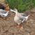 Fertile Geese Eggs 4 thumbnail