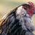Olive Egger chicks 2 month COOP READY organically raised hens chickens 2 thumbnail