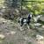 Billy goats / dapples 3 thumbnail