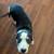 Puppies 2 thumbnail