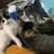 Kittens looking for a home! 4 thumbnail
