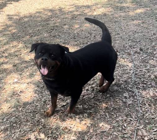 Hembra y macho Rottweiler