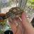 Tortoise sulcata 2 thumbnail