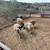 Dorper Rams 2 thumbnail