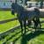8 year old mare 3 thumbnail
