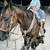 8yr old Bay Gelding Horse 10 thumbnail