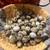 Coturnix Quail 1 thumbnail