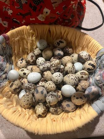 Coturnix Quail 1