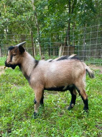 Nigerian Dwarf Mix Bucks - farm & garden - by owner - sale - craigslist