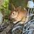 Rabbit kits 4 thumbnail