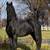 Friesian stud 4 thumbnail