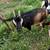 Goats 3 thumbnail