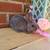 Rex rabbits 14 thumbnail