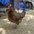 Egg laying hens 2 thumbnail