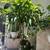 Plants 3 thumbnail